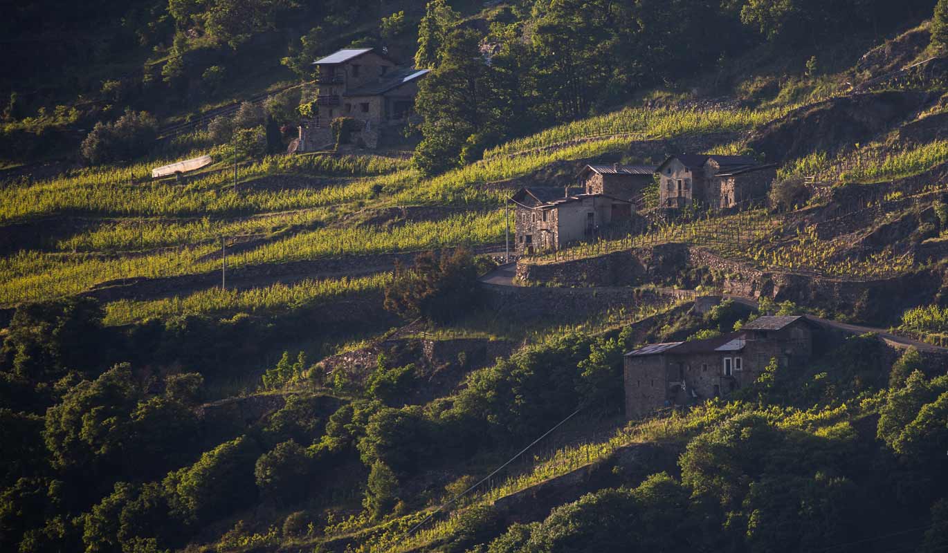 Ultimi raggi sui vigneti di teglio