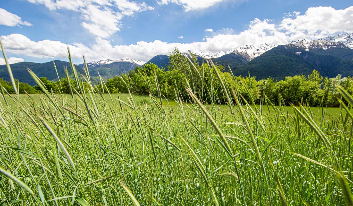 Campi di segale a Teglio