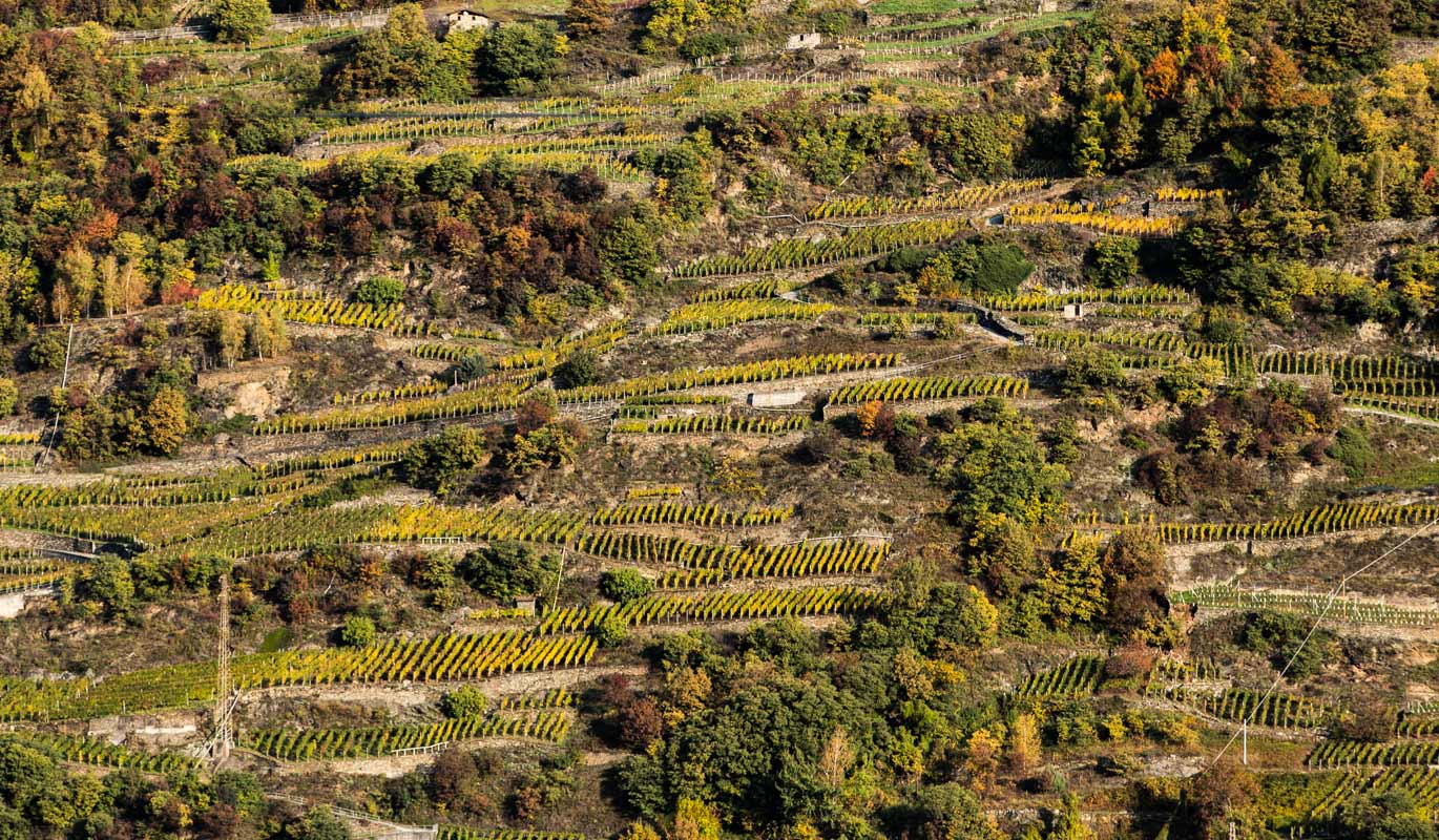 Vigneti di Nebbiolo delle Alpi