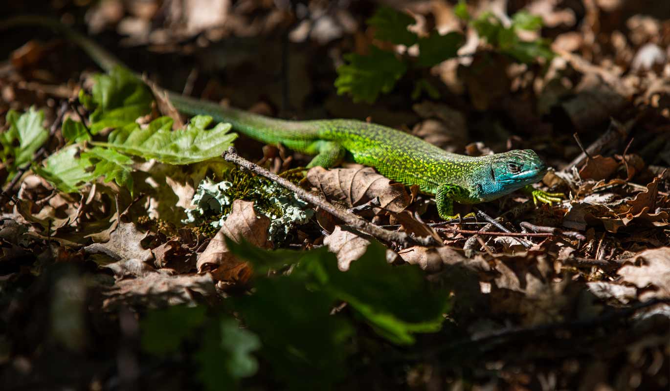 Ramarro verde