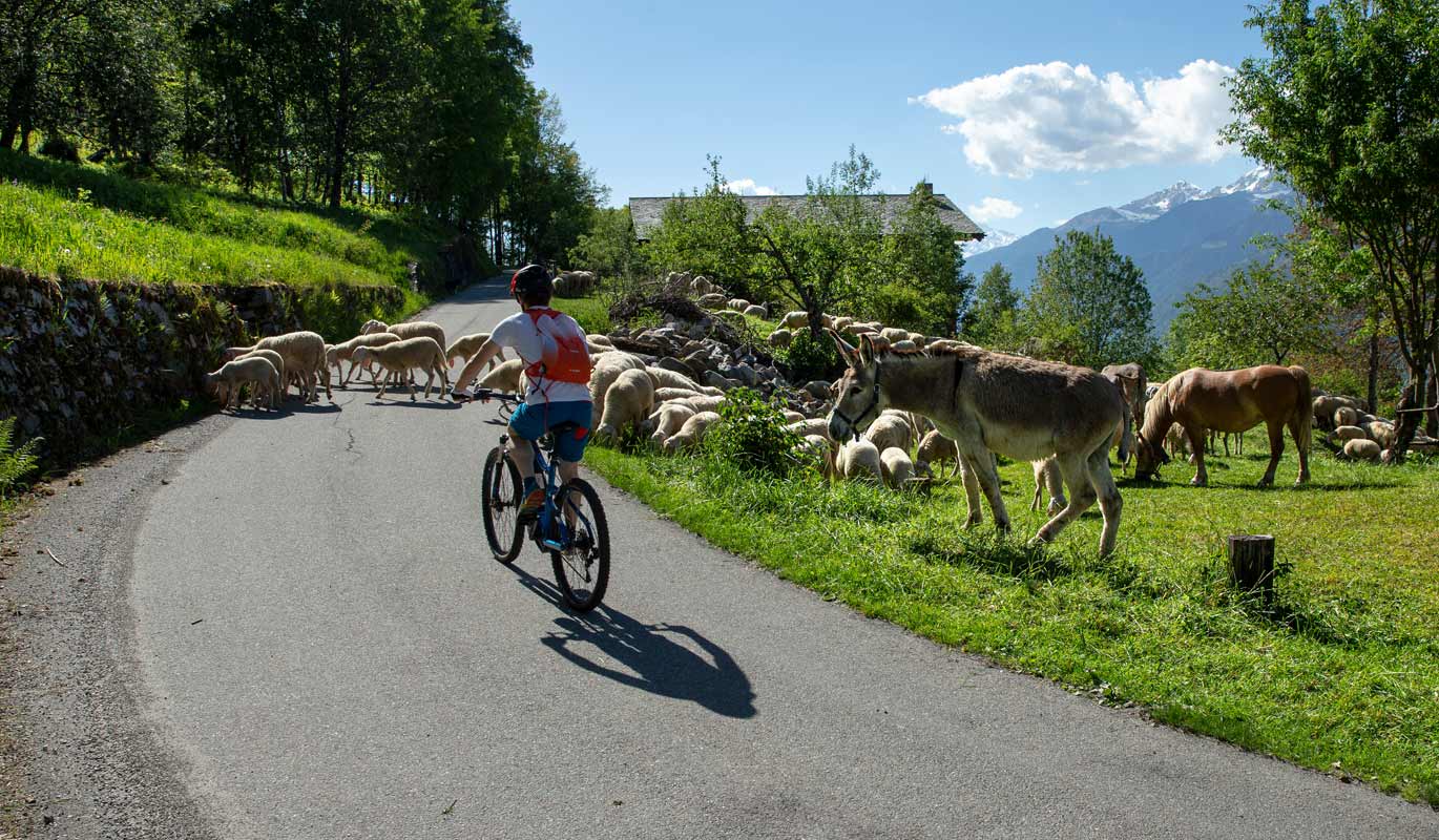 Pecore sulla strada per Carona